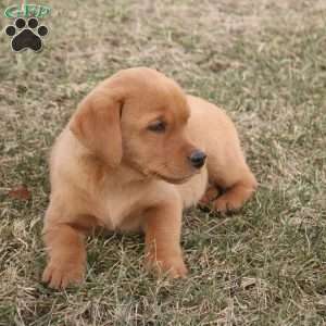 Koda, Fox Red Labrador Retriever Puppy